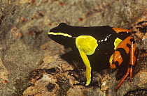 Mantella frog (Mantella madagascariensis) Eastern highland rainforests, Madagascar
