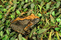 Ground dwelling frog (Mantidactylus sp) Ankarana special reserve, Madagascar