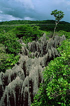 Eeroded limestone pinnacles in 'Tsingy' landscape, Ankarana special reserve, Madagascar.