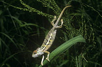 Panther chameleon (Chamaeleo pardelis) climbing through plant, Ankarana SR,  Madagascr