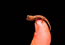 Ground dwelling chameleon on end of finger (Brookesia stumpffi) Madagascar, Ankarana Reserve