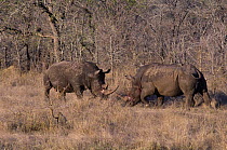 White rhinoceros (Ceratotherium simum) males fighting. Mala Mala Game Reserve, S.Africa