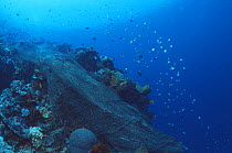 Fishing net tangled over coral reef, Indo-pacific