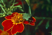 Green shield bug on flower (Palomena prasina) Wiltshire, UK