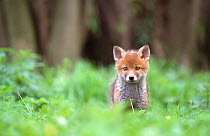Tiny Red fox cub (Vulpes vulpes) at a rehab centre, Scotland, UK