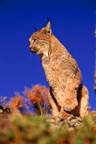 Lynx (Felis lynx) in Montana, USA. C