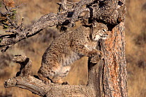 Lynx in Montana, USA. Captive animal