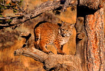 Lynx in tree, Montana, USA. Captive animal.