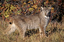 Lynx in Montana, USA. Captive animal