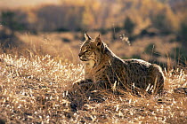 Lynx in Montana, USA (Felis lynx) captive