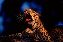 Female Leopard yawning at dawn., MalaMala Reserve, S. Africa