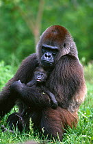 Lowland gorilla mother and baby (Gorilla gorilla gorilla), Captive