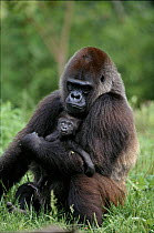 Lowland gorilla mother & baby. Pittsburg Zoo, USA