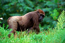 Lowland gorilla adult male in zoo, USA