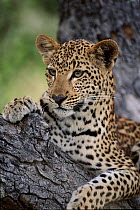 Juvenile Leopard in Marula Tree. South Africa, MalaMala Game Reserve.