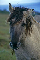 Rum pony {Equus Caballus} head portrait, Scotland