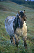 Rum pony {Equus Caballus} portrait on hillside, Scotland