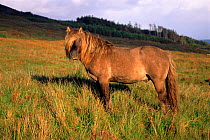 Rum pony (Equus caballus) in Scotland.