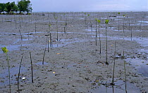 Mangrove nursery, Danjugan Island,  Philippines