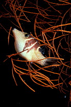 Pufferfish sleeps in Gorgonia coral at night. Borneo, Sipadan Island.