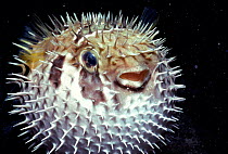 Pufferfish inflated, Sipadan Island, Borneo.