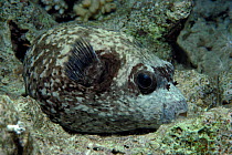 Pufferfish sleeps at night in coral crevice, Red-Sea