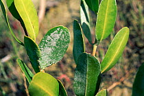 Mangrove leaves with crystalized salt. Florida USA.