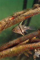 Cardinalfish wimming amongst Mangrove roots, Indo-Pacific
