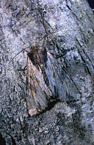 Alder moth (Acronita alni) camouflaged on alder tree bark, UK