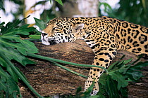 Jaguar asleep on tree (Panthera onca) Belize, captive