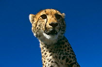 Cheetah (Acinonyx jubatus) 10-months cub, Masai Mara. Kenya