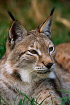 Siberian lynx (Lynx lynx) captive