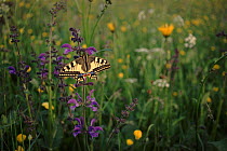 Swallowtail butterfly in meadow, Germany