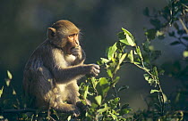 Young Rhesus macaque (Macaca mulatta) feeding, Keoladeo Ghana National Park, India