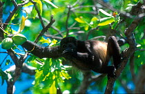 Mantled Howler Monkey. (Alouatta palliata) Costa Rica. Palo Verde.