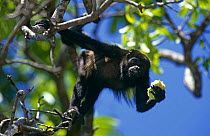 Mantled howler monkey {Alouatta palliata} eating with food in hand, Palo Verde, Costa Rica