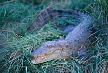 Mugger Crocodile. (Crocodylus palustris)