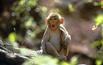 Young Rhesus macaque (Macaca mulatta) holding foot while yawning, Sariska, India