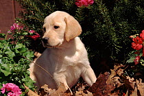 Ladrador dog puppy, USA