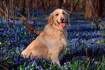 Domestic Dog, Golden Retriever (Canis familiaris) among bluebells, USA