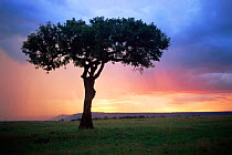 Sunset with Acacia tree silhouetted, Masai Mara, Kenya