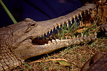Australian freshwater crocodile mouth open, Northern Territories Australia.