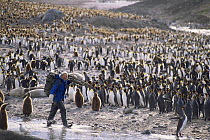 Cameraman Mike Richards carrying filming gear through  King penguin rookery. On location for BBC series Life in the Freezer, St Andrews Bay, South Georgia 1992
