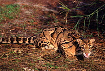 Clouded leopard drinking (Neofelis nebulosa) captive