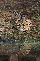 Clouded leopard at water. (Captive)