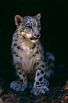 Juvenile Snow leopard (Panthera uncia) captive