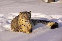 Snow leopard {Panthera uncia} portrait in snow, captive