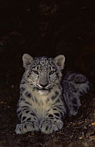 Juvenile snow leopard portrait {Panthera uncia} captive
