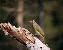 Male Grey-headed woodpecker (Picus canus) Sweden.