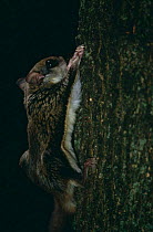 Southern flying squirrel {Glaucomys volans} climbing tree trunk, Canada.